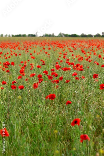 Fotoroleta wzgórze dolina natura piękny