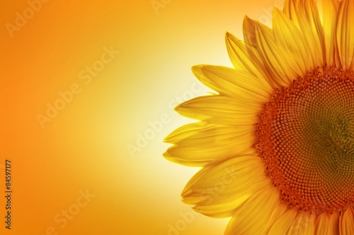 Fotoroleta kwiat słonecznik rolnictwo natura słońce