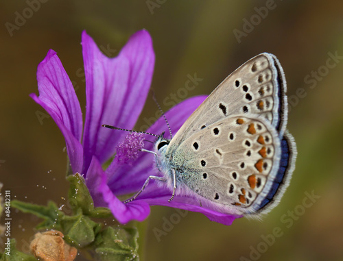 Fotoroleta motyl fauna kwiat