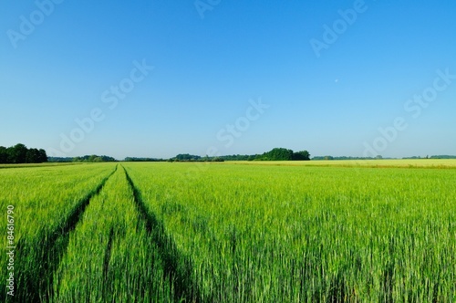 Fotoroleta natura zboże niebo jęczmień świeży