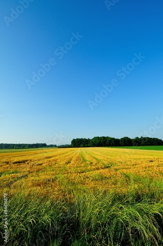 Fototapeta rolnictwo niebo pole lato natura