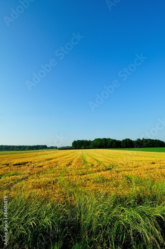 Obraz na płótnie rolnictwo niebo pole lato natura