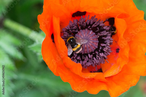 Naklejka Bumblebee on poppy seed