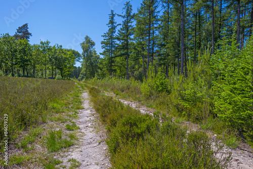 Naklejka natura perspektywa niebo las trawa