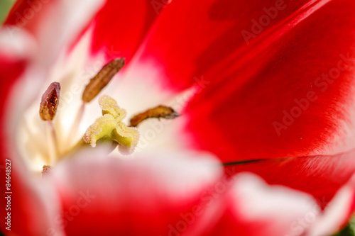 Obraz na płótnie tulipan kwiat roślina żółty