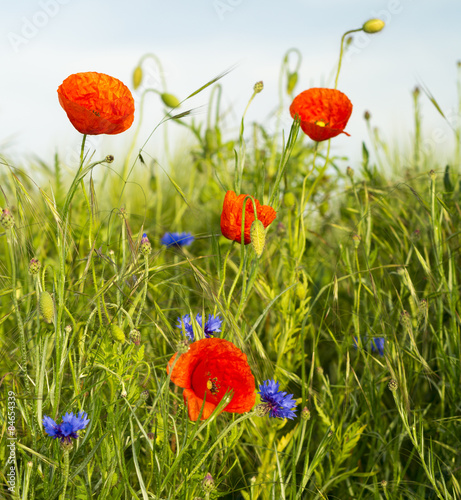 Plakat pole natura preria roślina piękny