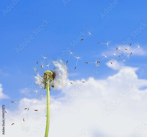Naklejka pyłek roślina natura lato