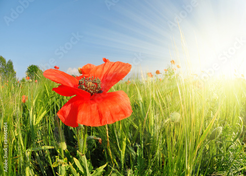 Fotoroleta Red poppy in green wheat field. Spring season.