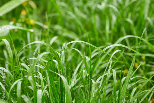 Plakat Grass with drops of water