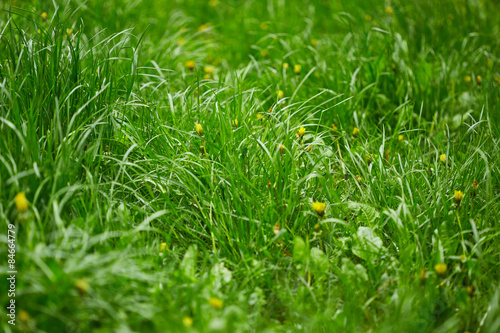 Naklejka pejzaż natura trawa