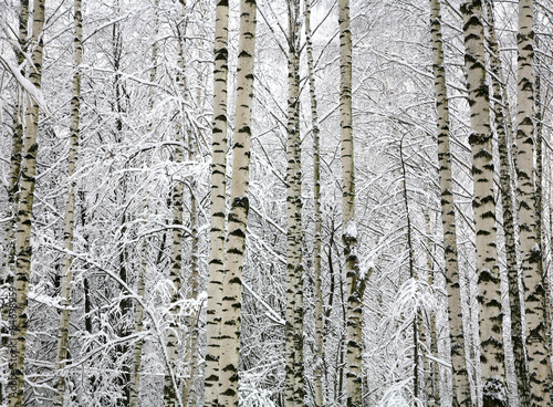 Fototapeta wzór park rosja