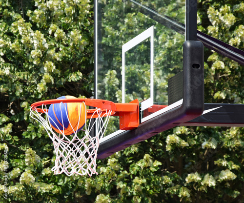 Obraz na płótnie koszykówka drzewa piłka