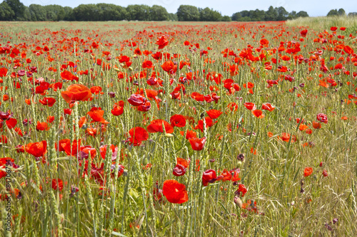 Fotoroleta Flowering Red Poppies