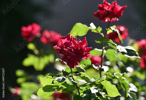 Obraz na płótnie kwiat ogród miłość lato roślina