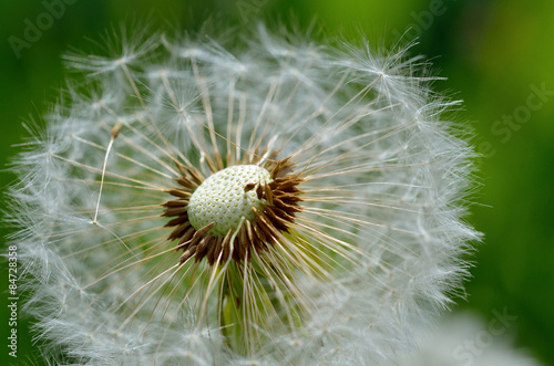 Fotoroleta Pusteblume - Taraxacum