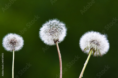 Fotoroleta mniszek natura pole mlecze