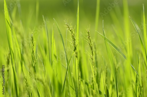 Naklejka roślina łąka trawa