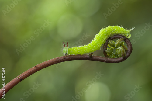 Fotoroleta dziki zwierzę lato fauna natura