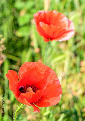 Fotoroleta mak natura dziki