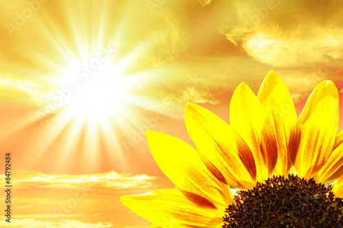Fototapeta słonecznik niebo kwiat słońce natura