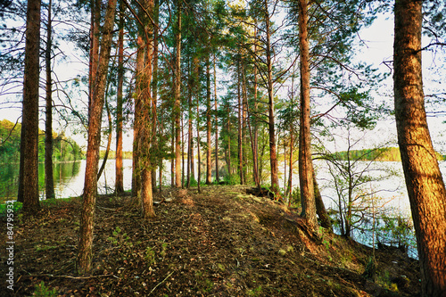 Naklejka natura piękny jesień krajobraz iglasty