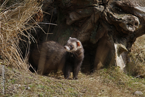 Fotoroleta ładny natura dzikie zwierzę