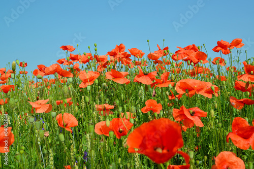 Fotoroleta Poppy field against the blue sky