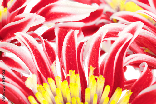 Fotoroleta chryzantema kwiat ogród piękny