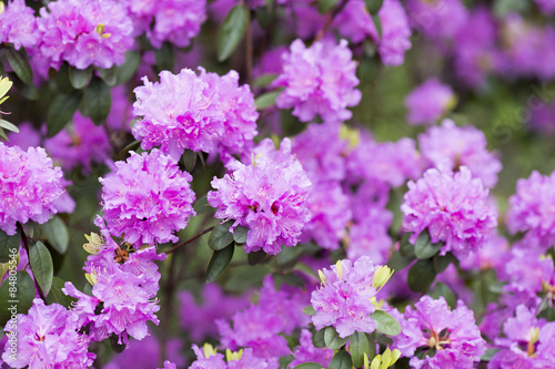 Fotoroleta Rhododendron bloom in spring. Beautiful picture.