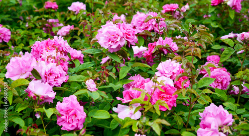 Fotoroleta Flowers