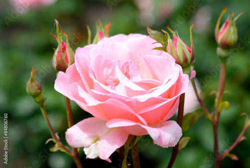 Fotoroleta piękny rosa bukiet roślina