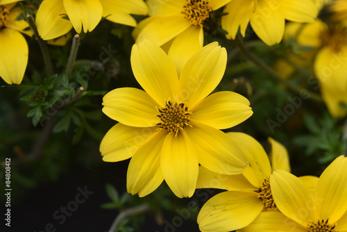 Fotoroleta kwiat ogród pyłek