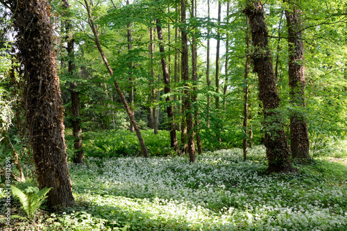 Fotoroleta roślinność roślina natura