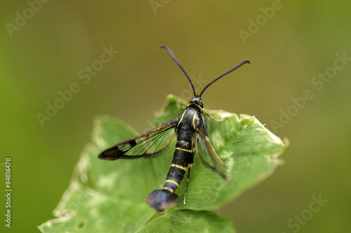 Plakat motyl przezroczysty 