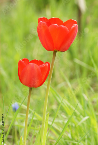 Fotoroleta kwiat obraz natura tulipan