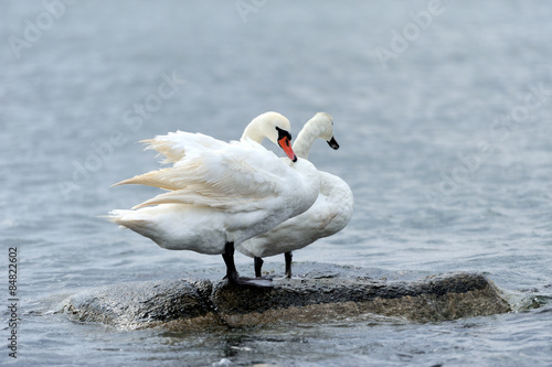 Fotoroleta ptak miłość zwierzę natura