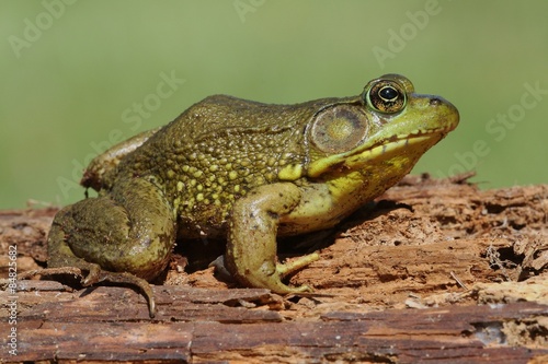 Plakat płaz dziki natura żaba sprężyna