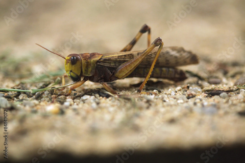 Naklejka natura dzikie zwierzę azja dziki