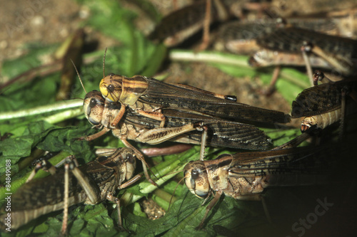 Naklejka natura mężczyzna afryka azja para