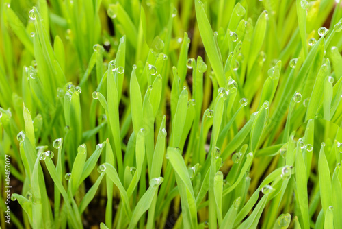 Naklejka green grass and dew