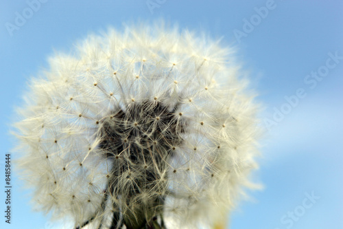 Obraz na płótnie kwiat łąka świeży natura niebo