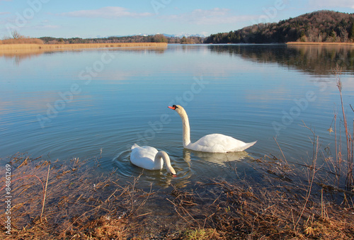 Fotoroleta natura woda ptak para krajobraz