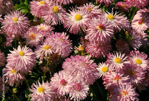 Plakat pink daisies