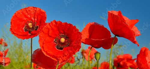 Naklejka kwiat mak zbliżenie flora czerwony