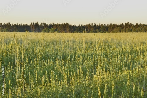 Fotoroleta Рассвет в поле