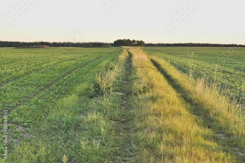 Obraz na płótnie kwiat roślina lato niebo