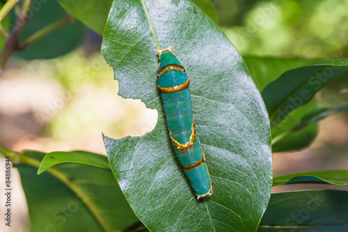 Naklejka motyl zwierzę natura dziki