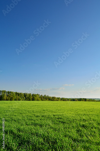 Naklejka rolnictwo łąka natura trawa lato