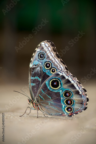 Naklejka motyl natura mężczyzna dziki