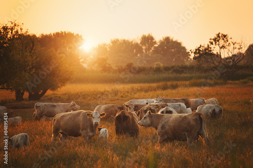 Fotoroleta Cows on pasture